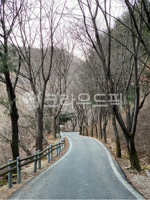 휴양림,삼목,삼림지,작은숲,treetrunk