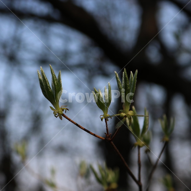 싹,새싹,식물,bud,sprout,plant,봄,초록,spring,green,春,植物,緑,나무,tree,木