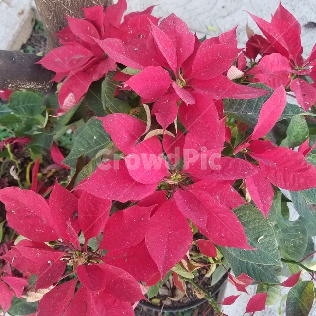 plant,꽃,노체부에나,빨간꽃,빨간잎,식물,flower