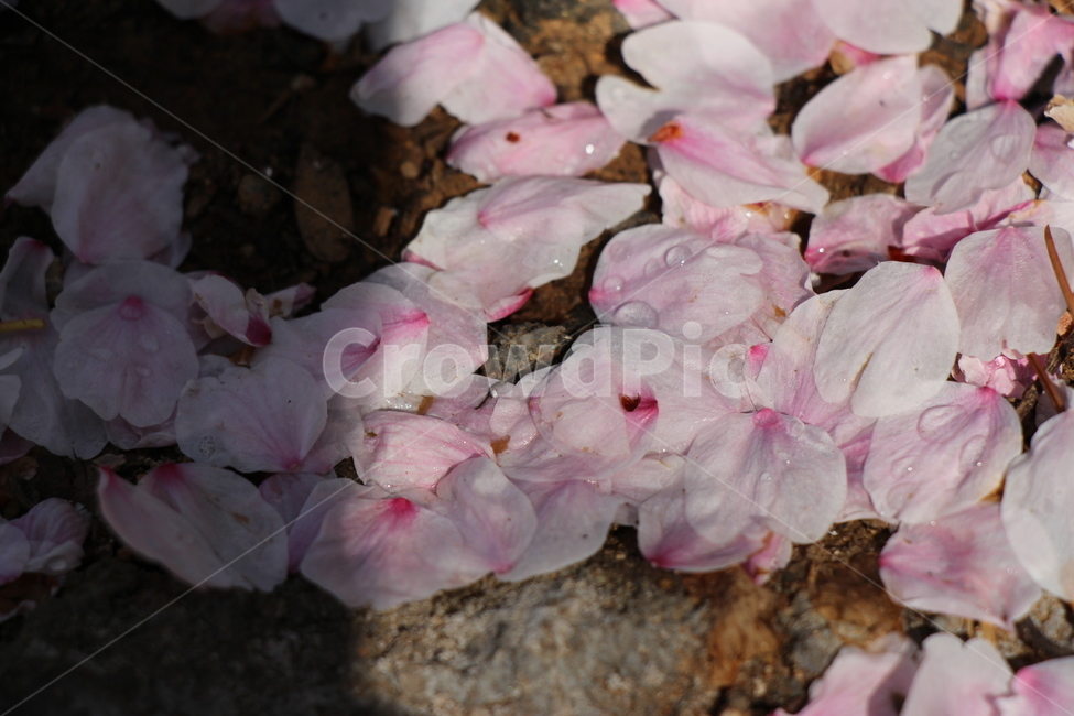 벚꽃,벚꽃잎,낙화,돌,지면,물방울,분홍,꽃잎,cherryblossom,cherryblossomleaves,fallingofblossoms,stone,ground,waterdrop,pink,petals