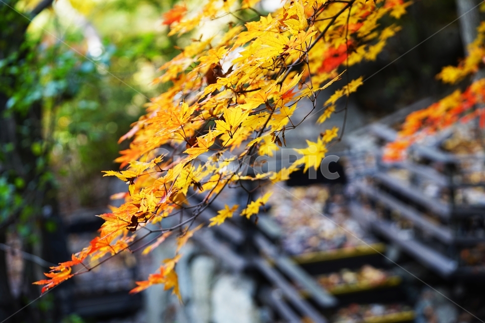 화담숲,단풍,가을단풍,가을,단풍나무,단풍잎,낙옆,가을,계절,fall,autumn,season,leaf,잎,plant,식물,tree,나무