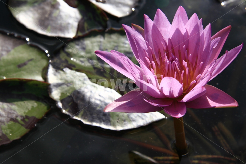 꽃,식물,flower,plant,연꽃,blossom,꽃,flower