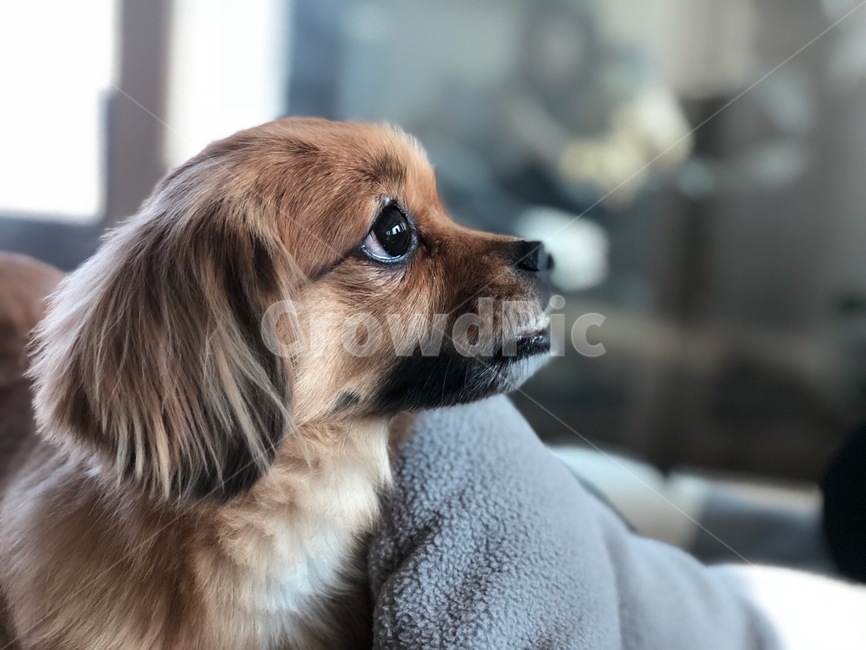 강아지,믹스견,개,닥스훈트,애완견,페키니즈,멍멍이,동물,animal,포유류,mammal,개,강아지,dog,doggy