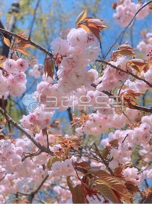 cherry blossom tree,spring flowers,Double cherry blossoms,cherry,pink flower,cherry blossom