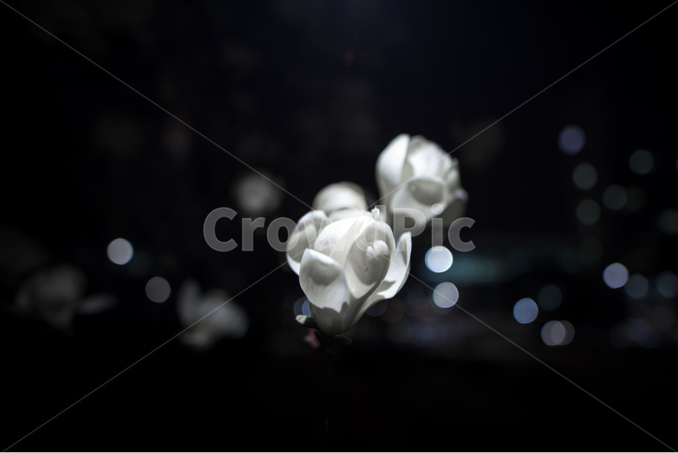 봄,LED,목련,보케,봄꽃,야간,봄,계절,spring,season,야경,밤,풍경,nightscape,night,landscape,식물,자연,plants,nature,꽃,flower,petal,꽃잎,blossom,plant
