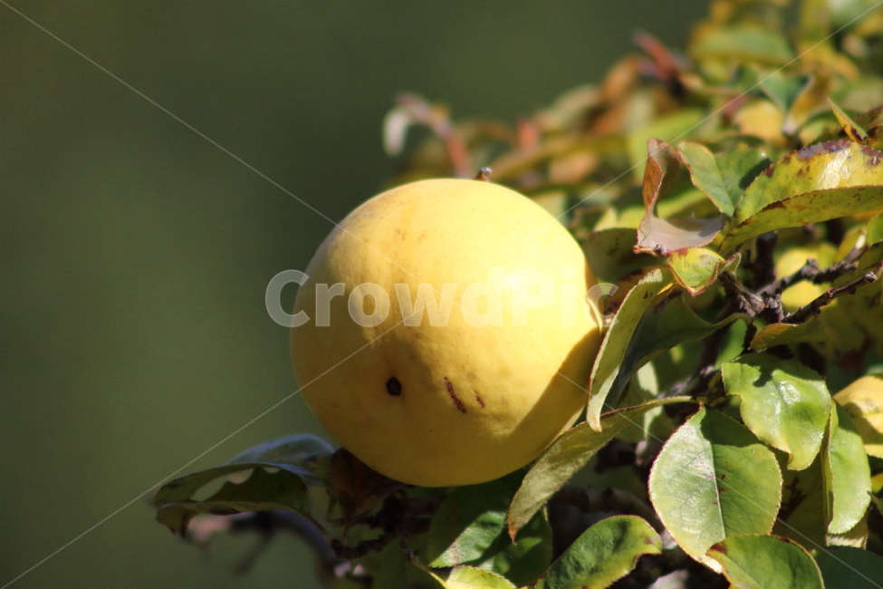 모과,열매,약용식물,모과나무,chinesequince,과일,열매,fruit