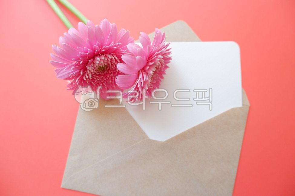꽃,꽃잎,편지,편지지,메시지,핑크꽃,데이지,달리아,식물,꽃잎,주황색,카드,편지봉투,봄,봄꽃,핑크색,배경,여름,여름배경,컬러풀,감성,감성배경,flower,floral,plants,letter,paper,message,pink,love,petals,blossom,dahlia,orangecolor,card,greeting,summer,spring