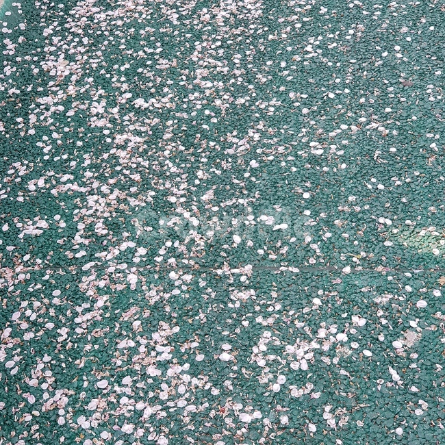 벚꽃,꽃길,꽃바닥,떨어진꽃,바닥꽃