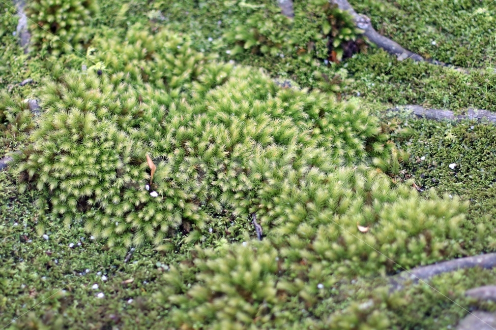 정원,이끼,풀,초록,초록잎,안정,심신안정,배경,여행,식물,자연,plants,nature
