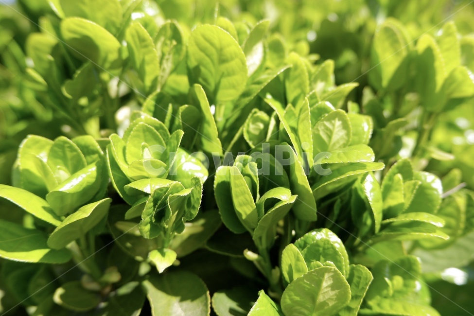 식물,초록,야채,풀,봄,plant,green,greenfood,spring