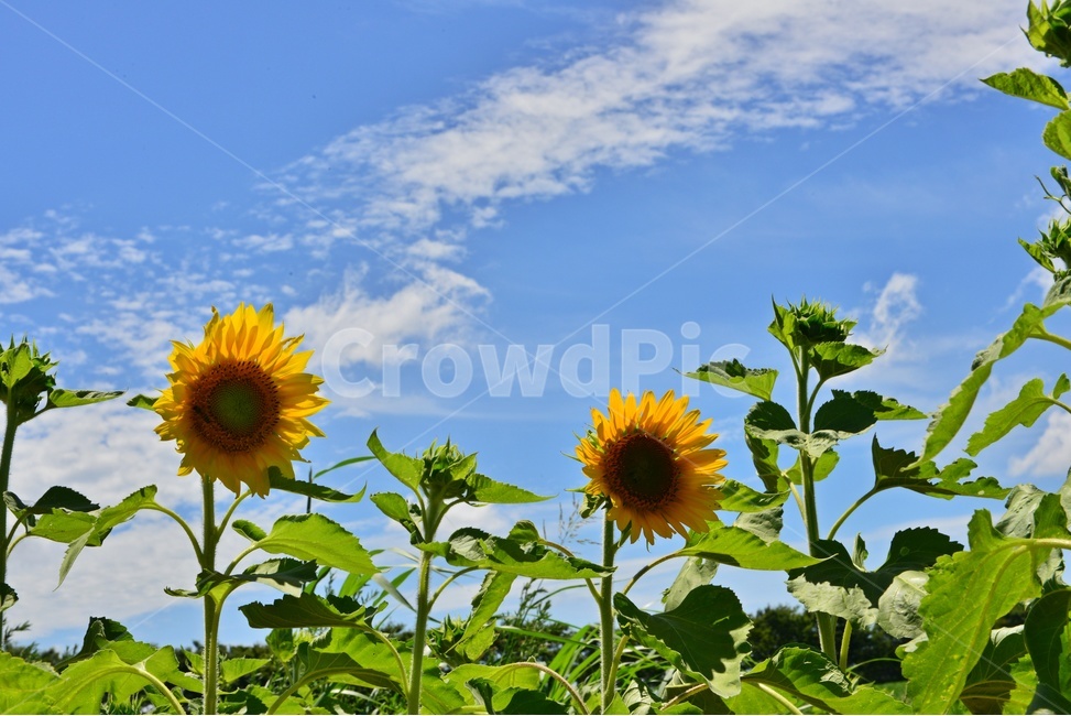 nature,자연,outdoors,옥외,허눌,구름,파란하늘,plant,식물,leaf,잎,해바라기,해바라기밭,여름,계절,summer,season