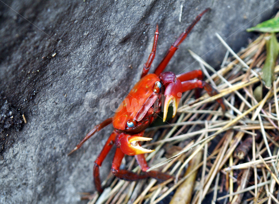 게,붉은게,뱀게,붉은발말똥게,말똥게,산,산란,동물,animal