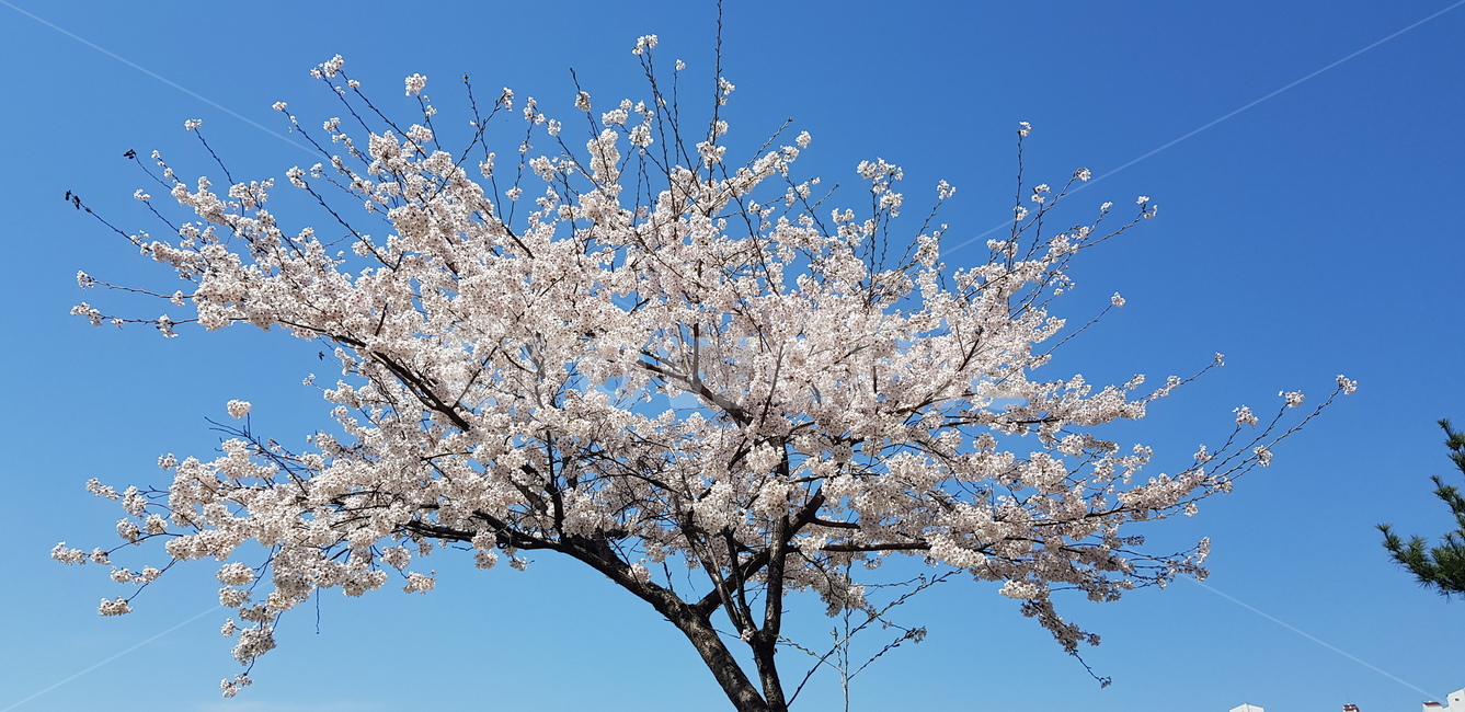 꽃,봄,봄꽃,대표적인,벚꽃,식물,plant,flower,벚꽃축제,축제,꽃,flower,나무,trees,wood