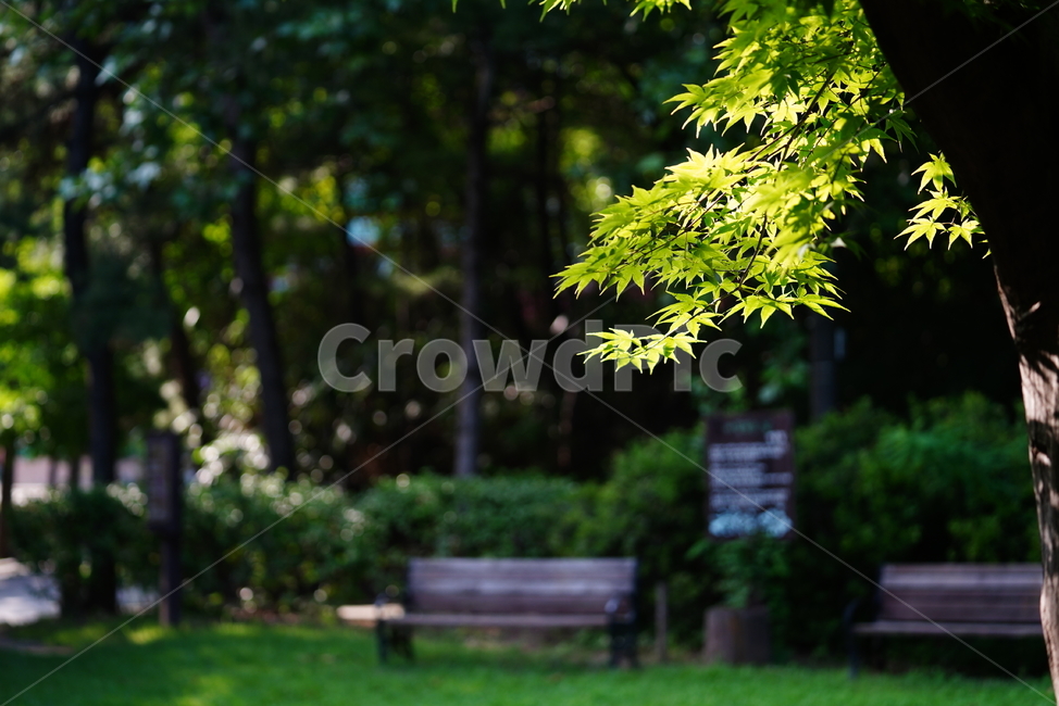 식물,녹색,그린,green,생명,생물,색감,자연,tree,벤치,bench,leaf,잎,나무,plant,식물,자연,plants,nature