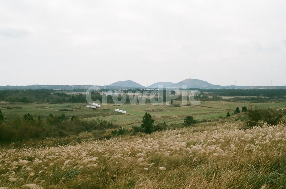 제주도,제주,새별오름,오름,필름,억새,감성,자연,자연,풍경,nature,landscape,한국자연풍경,한국자연경관,korea nature landscape,제주도,jeju,jeju island,outdoors,옥외,field,들,grassland,목초지