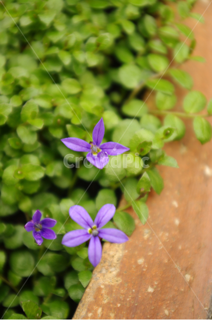 꽃,flower,식물,color,화초,식물,자연,plants,nature,꽃,flower