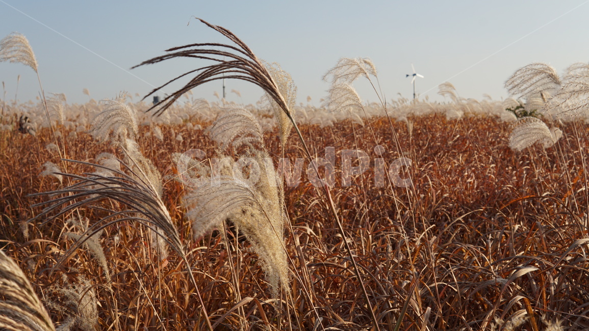 가을배경,배경,갈대,갈색,하늘공원,가을,계절,fall,autumn,season,grass,잔디,plant,식물,lawn
