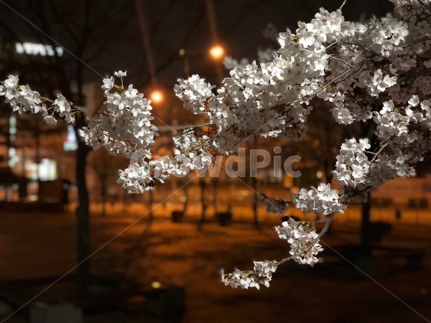 밤,봄,벚꽃,한국,꽃,봄,계절,spring,season,야경,밤,풍경,nightscape,night,landscape,식물,자연,plants,nature,꽃,flower,plant,panoramic,파노라마,outdoors,옥외,경치,scenery