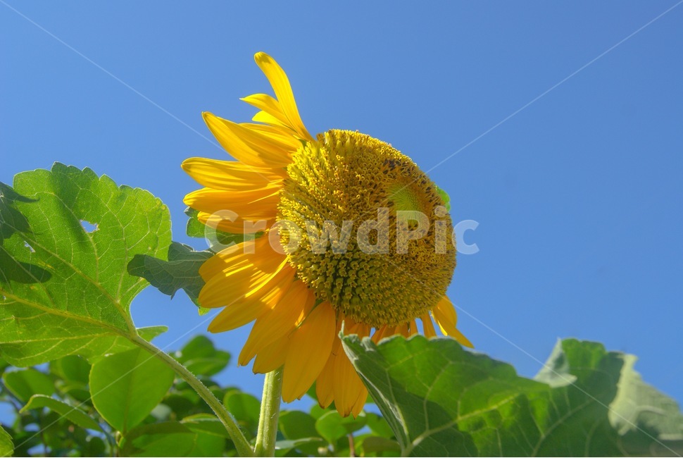 해바라기,sunflower,꽃,여름,해바라기꽃,꽃,flower,plant,식물,blossom