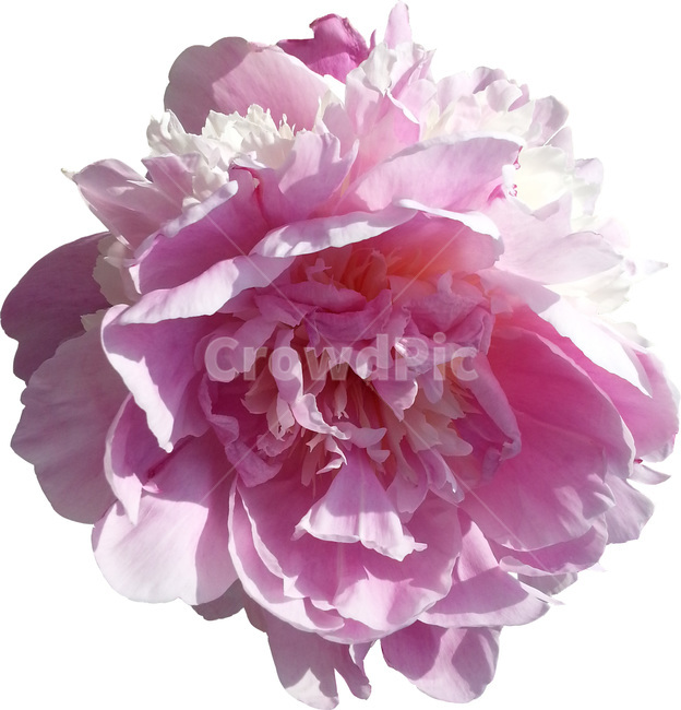 plant,식물,꽃,flower,작약