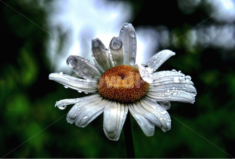 꽃,빗방울,비내림,흐린날,감성,식물,자연,plants,nature,꽃,flower,비,비오는날,rain,rainy