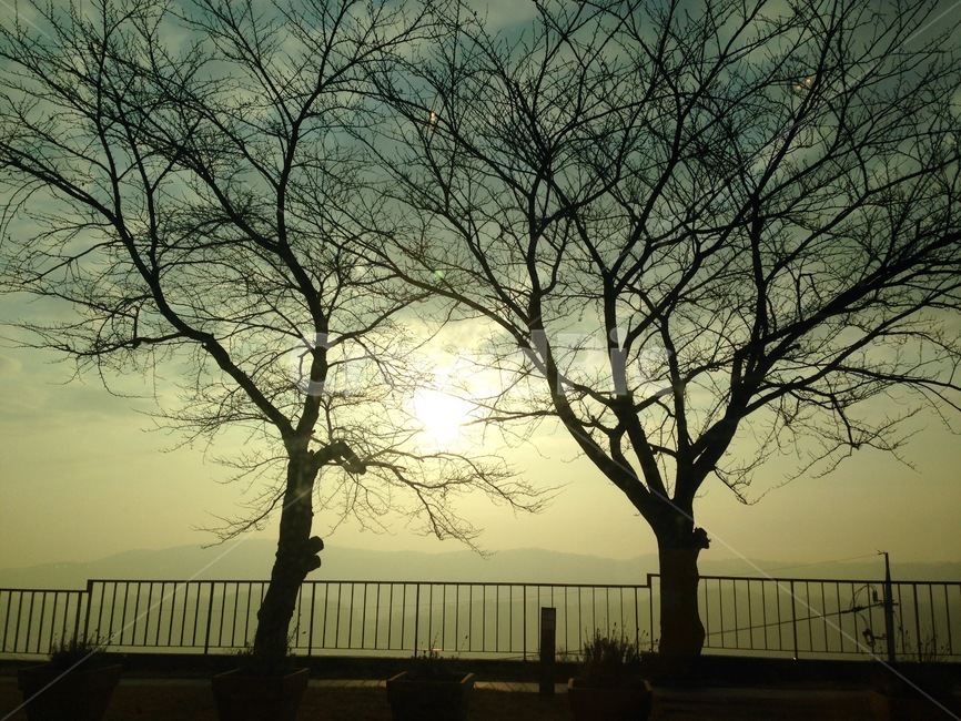 나무,햇빛,식물,tree,sunlight,나무,trees,wood