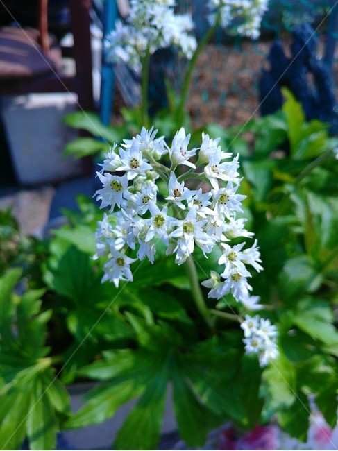 꽃,하양,봄,가을,흰,이쁜,예쁜,느낌,식물,자연,plants,nature,꽃,flower