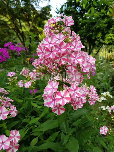 바람개비,꽃,희귀꽃,분홍꽃,분홍색,geranium,blossom,제라늄,식물,자연,plants,nature,꽃,flower