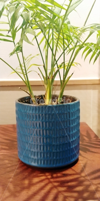 식물,plant,화분,자연,테이블야자,실내용화초,화분,화초,house plant
