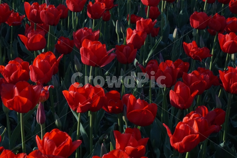 꽃,봄,튤립,계절,자연,식물,자연,plants,nature,꽃,flower