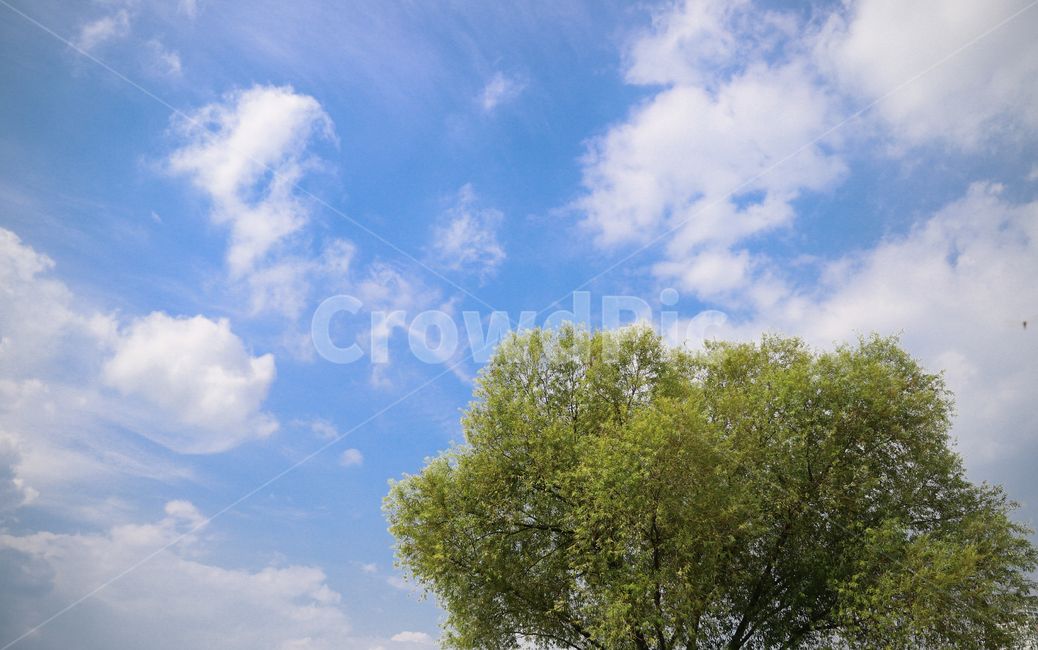 plant,식물,tree,outdoors,자연,nature,하늘배경,skybackground,sky,나무,자연,풍경,nature,landscape,옥외