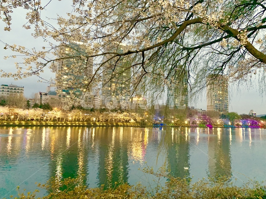 잠실,석촌호수,벚꽃,벚꽃축제,야경,한국도시풍경,night,landmark,한국명소,한국관광지,봄,경치,도시,풍경,city,landscape,한국도시풍경,한국도시경관,korea cityscape