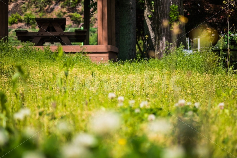 풍경,봄,여름,꽃밭,꽃,자연,풍경,nature,landscape,봄,계절,spring,season,여름,summer,휴식,힐링,rest,relaxation,healing,outdoors,옥외,grassland,목초지,field,들