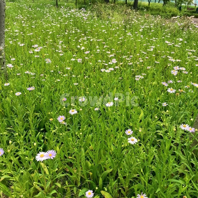 들,nature,자연,꽃,꽃밭,봄,자연풍경