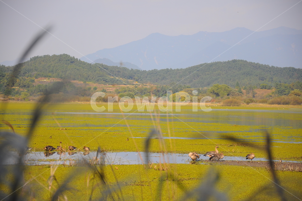 우포늪,습지,자연,늪,우포,자연,풍경,nature,landscape,조류,새,birds,outdoors,옥외,land,땅,water,물
