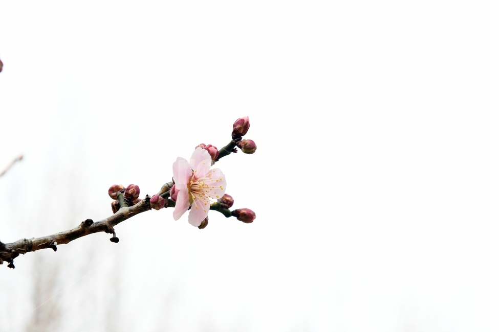 봄,벗꽃,꽃,꽃망울,나무,봄,계절,spring,season,식물,자연,plants,nature,꽃,flower,plant