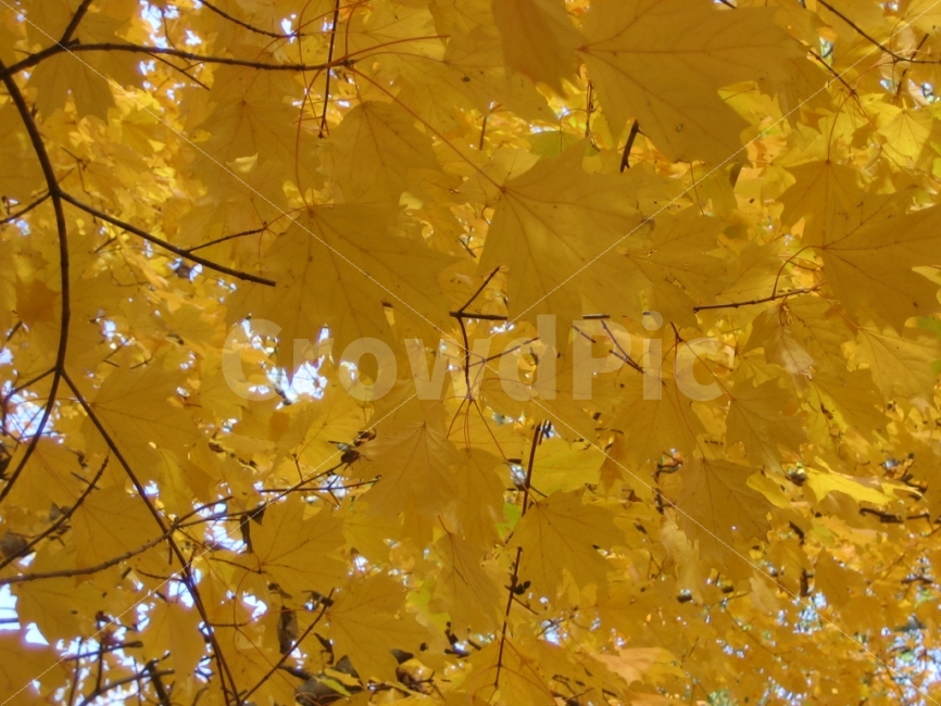 가을,노랑,애틀란타,길,다시,가을,계절,fall,autumn,season,식물,자연,plants,nature,leaf,잎,plant,tree,나무