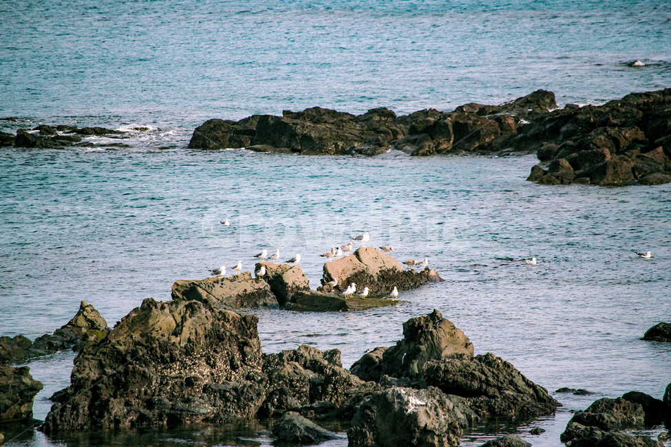 새,풍경,바위,바다,기러기,자연,풍경,nature,landscape,동물,animal,조류,새,birds,promontory,곶,outdoors,옥외,ocean,대양,sea,water,물