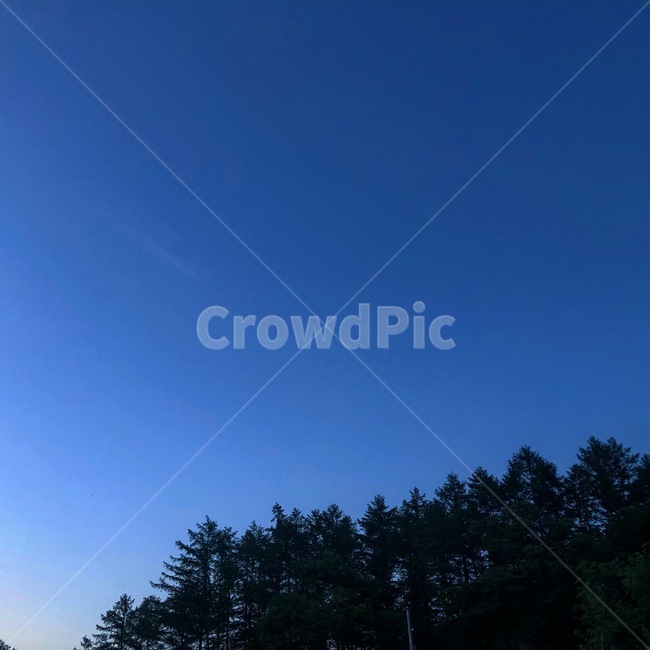 야경,숲,하늘,파랑,저녁,자연,풍경,nature,landscape,tree,나무,plant,식물,outdoors,옥외