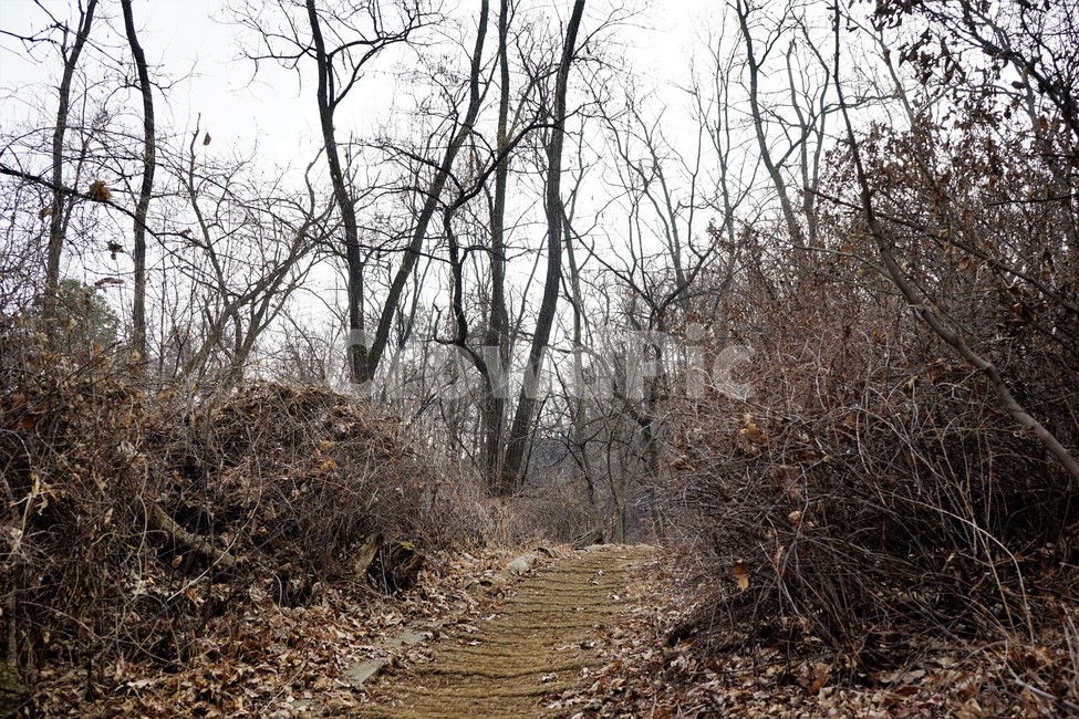 겨울,산,길,나무,숲,자연,작은길,숲길,산책길,낙옆,겨울산,trail,forest,자연,풍경,nature,landscape,ground,바닥,gravel,자갈,dirt road,흙길,road,도로