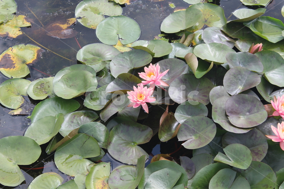 plant,식물,blossom,꽃,수련,flower,식물,자연,plants,nature,꽃,flower
