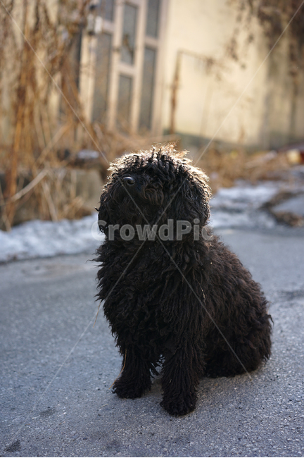 강아지,삽살개,검은개,림라이트,길강아지,유기견,동물,animal,포유류,mammal,개,강아지,dog,doggy