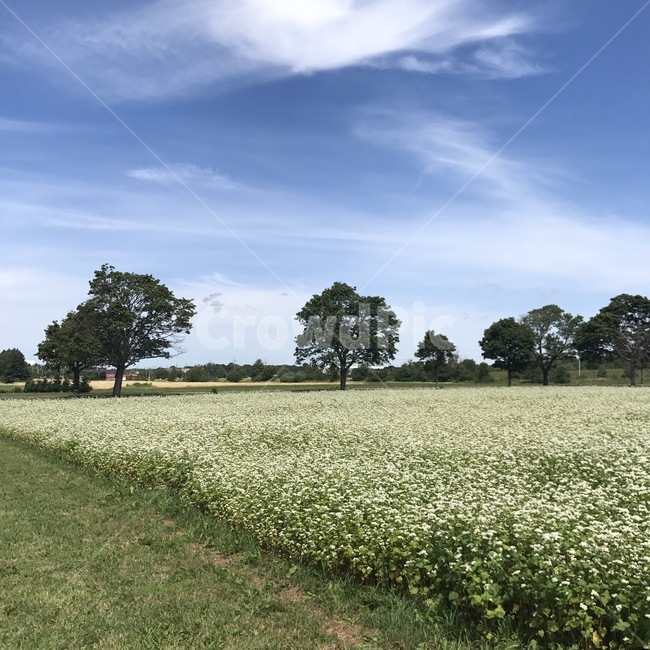자연,하늘,구름,들판,초원,nature,sky,cloud,grassland,field,자연,풍경,nature,landscape,들