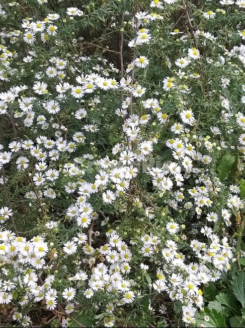 plant,식물,꽃,데이지,blossom,flower,식물,자연,plants,nature,꽃,flower
