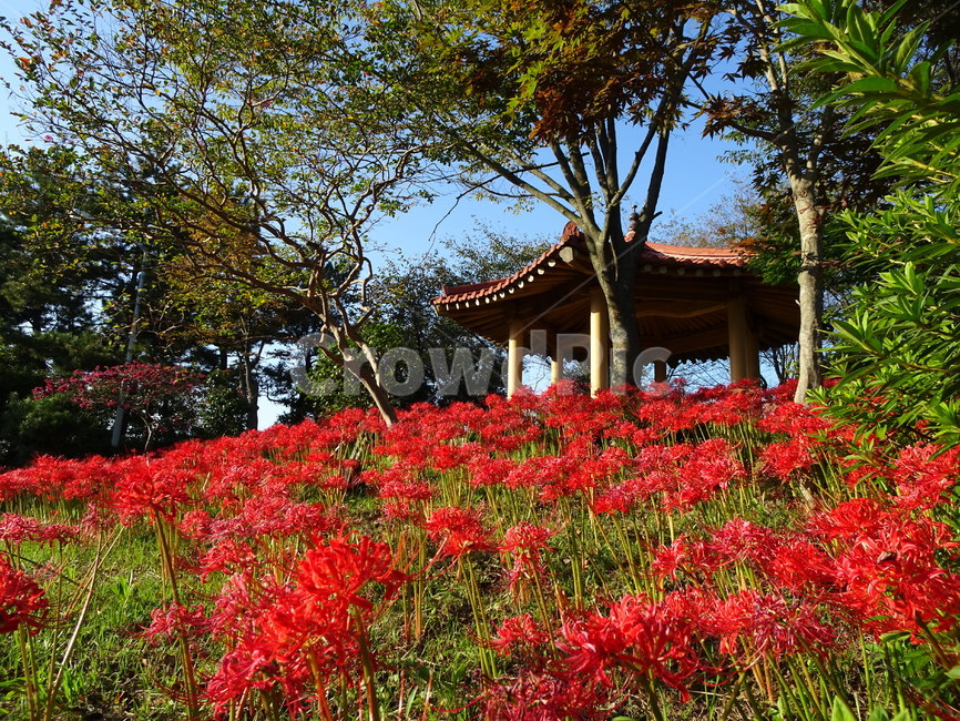 꽃,꽃무릇,상사화,산,봉대산,백일홍,빨강,분홍,자연,풍경,nature,landscape,식물,plants,꽃,flower