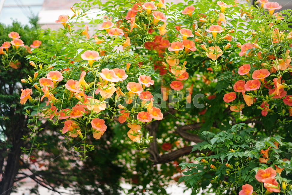 꽃,능소화,색감,컬러,식물,생물,플라워,flower,주황,생명