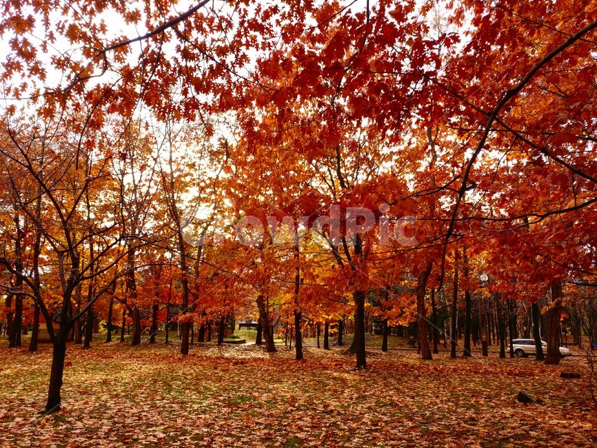 삿포로,나카지마공원,nakajimapark,훗카이도,sapporo,가을,계절,fall,autumn,season,tree,나무,plant,식물,leaf,잎,maple,단풍