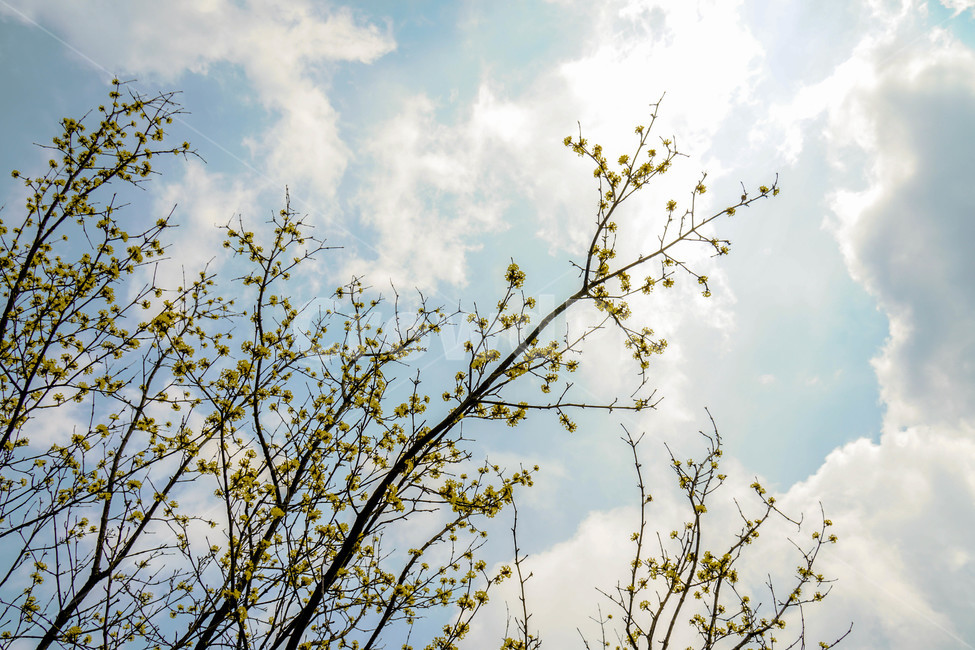 봄,산수유,노란꽃,꽃,하늘,나무,노란빛,노란색,봄꽃,봄,계절,spring,season,식물,자연,plants,nature,꽃,flower,flare,플레어,light,빛