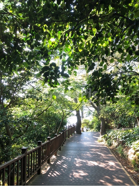 공원,길,햇살,쉼터,풍경,나무,배경,고요,화사함,분위기,감성,자유,힐링,휴식,산책,자연,nature,야외,자연광,식물,색감,산책로,수목,수목원