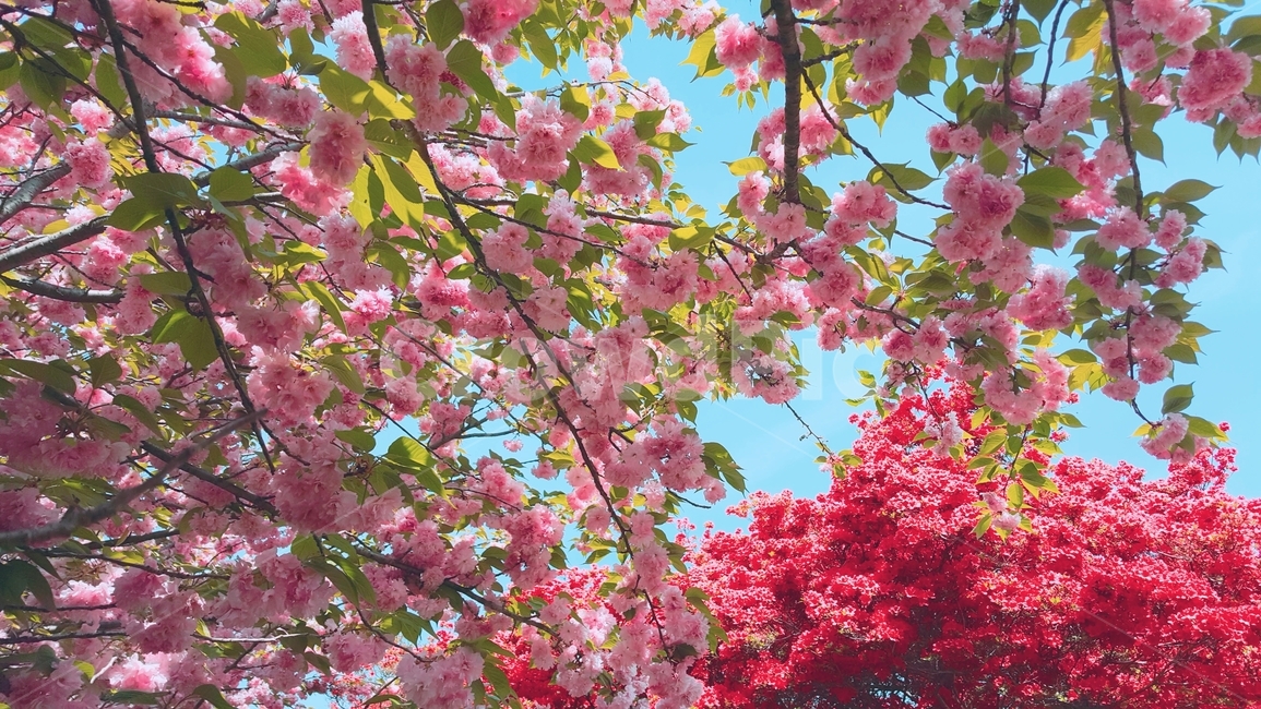 왕벚꽃,겹벚꽃,5월꽃,봄꽃,꽃배경,분홍꽃,꽃바탕화면,꽃,봄,flowers,spring